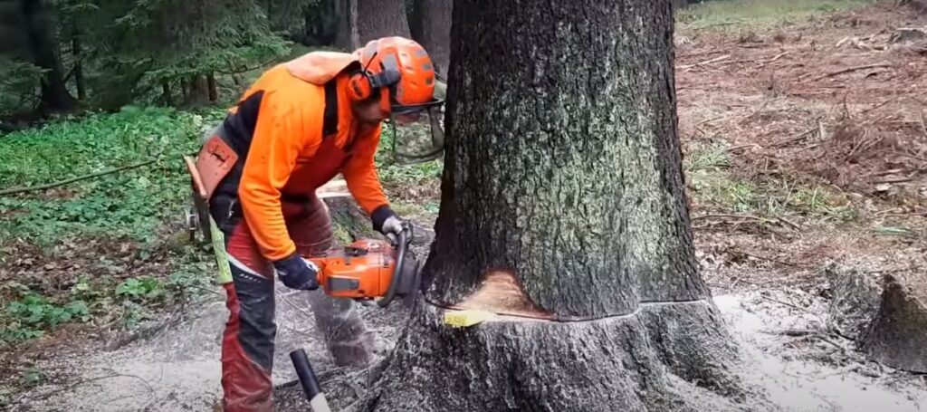 Chatswood tree removal
