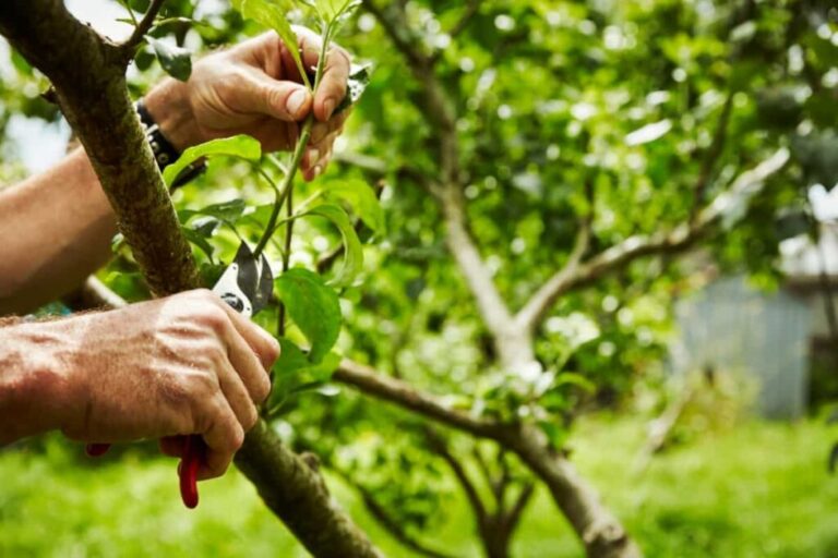 tree pruning