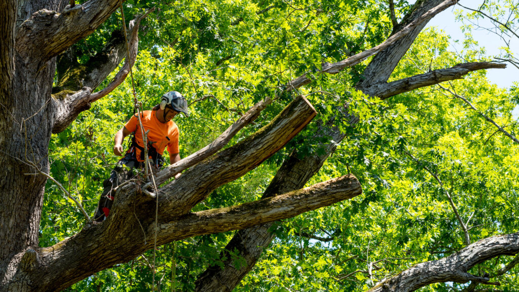 Tree Removal Sydney Cost