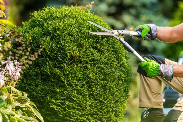 tree trimming