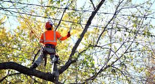 Chatswood tree removal