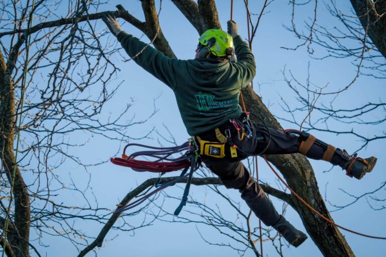 Tree Pruning Sydney: Local Experts for Quality Results