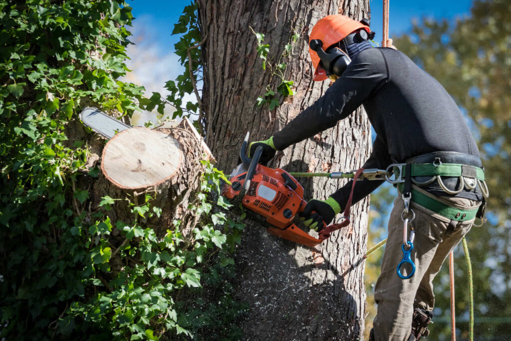 Tree and Stump Removal: Clearing Your Property Safely