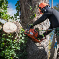 Tree Removal Sydney Cost Breakdown: Labour, Equipment And Access