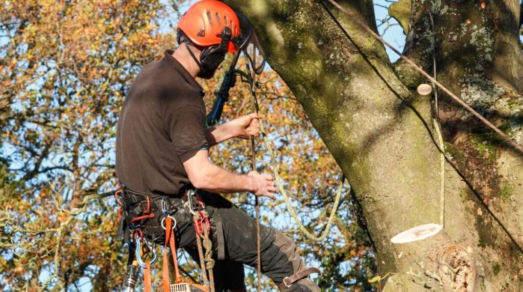 Tree Pruning Sydney: Local Experts for Quality Results