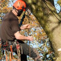 Top 5 Reasons Hornsby Homeowners Call an Arborist Each Year
