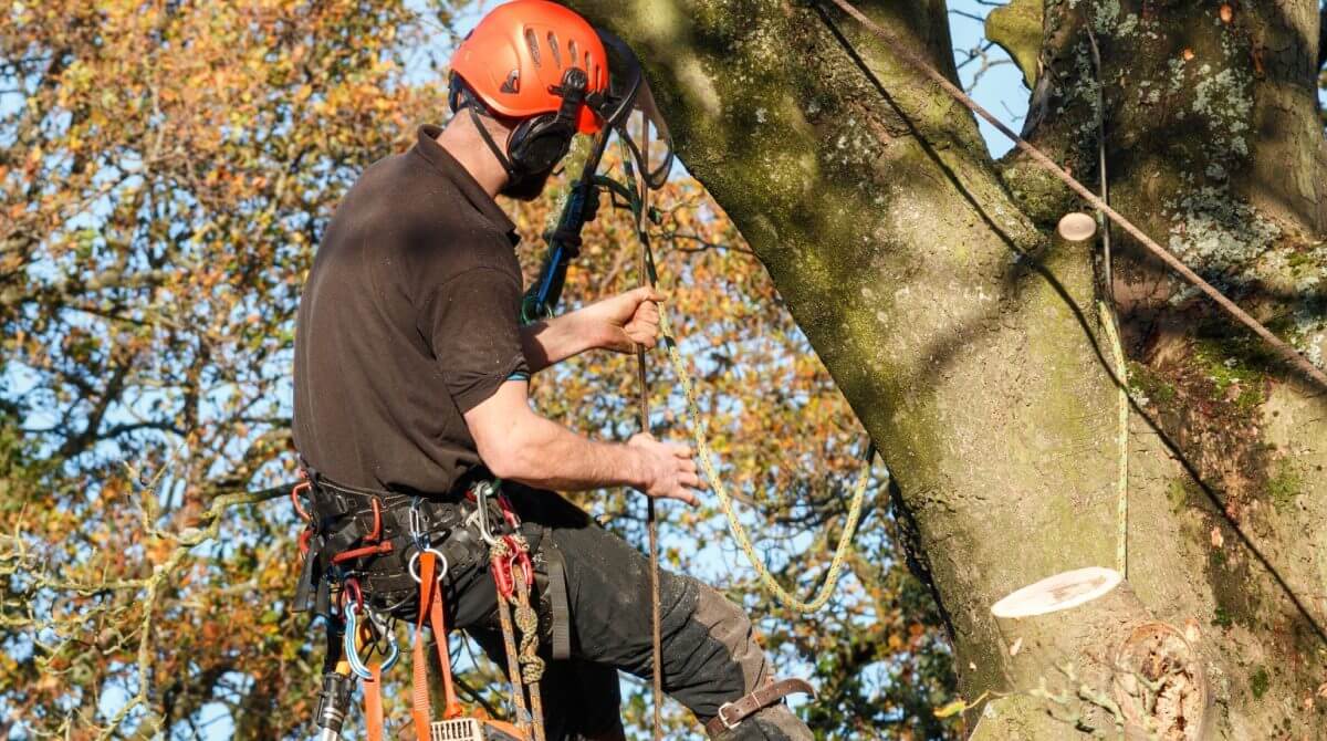tree services Hornsby