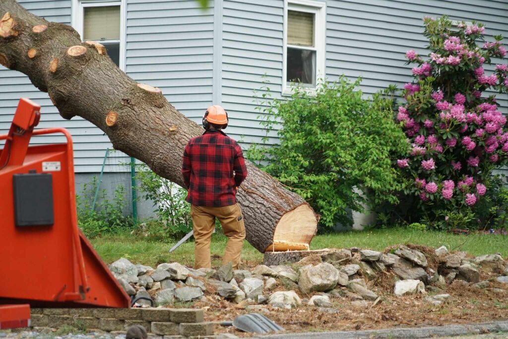 Tree and Stump Removal: Clearing Your Property Safely