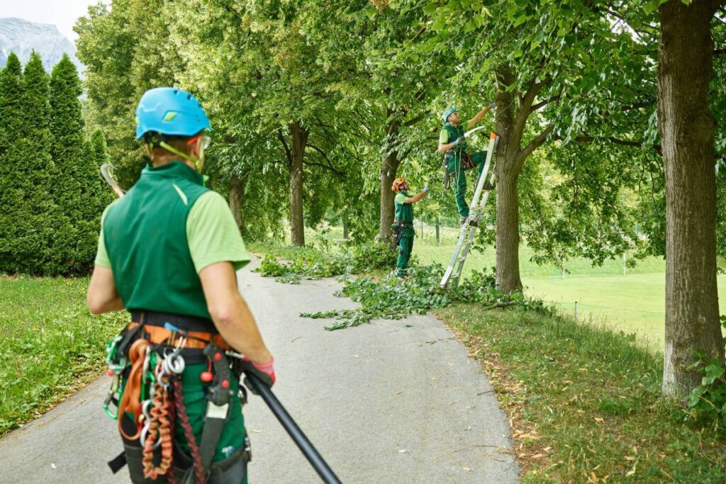 Tree Pruning Sydney: Local Experts for Quality Results