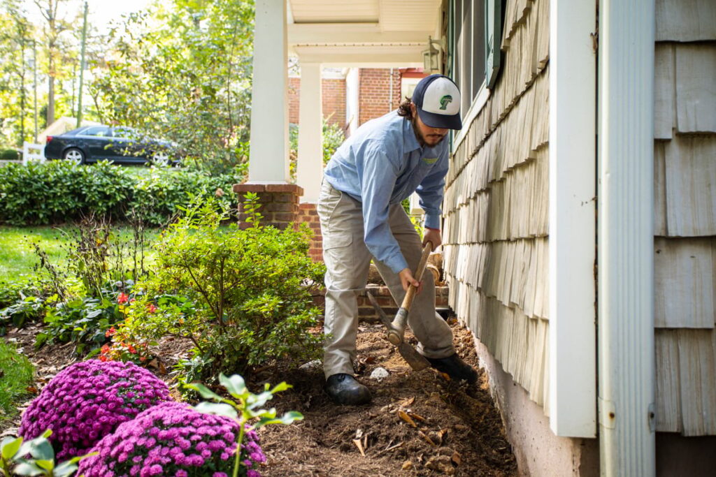 Termite Removal 101: Expert Tips for a Pest-Free Home