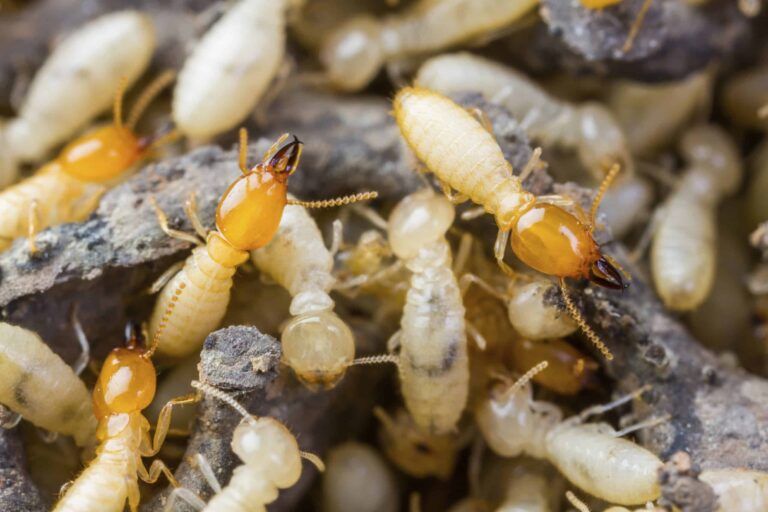 Essential Termite Protection Sydney Homeowners Need to Know