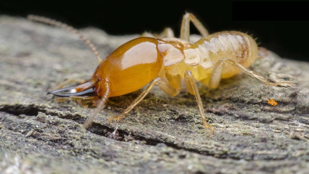 Termite Removal 101: Expert Tips for a Pest-Free Home
