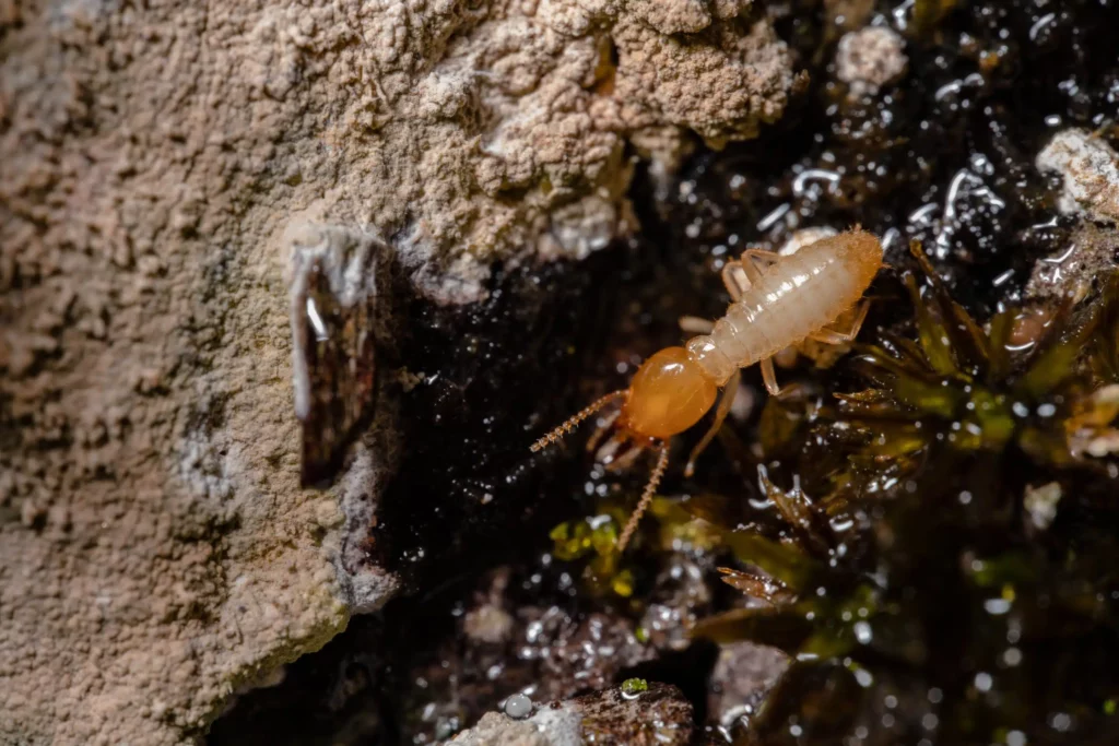 Essential Termite Protection Sydney Homeowners Need to Know