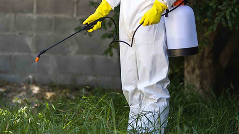 Termite Removal 101: Expert Tips for a Pest-Free Home