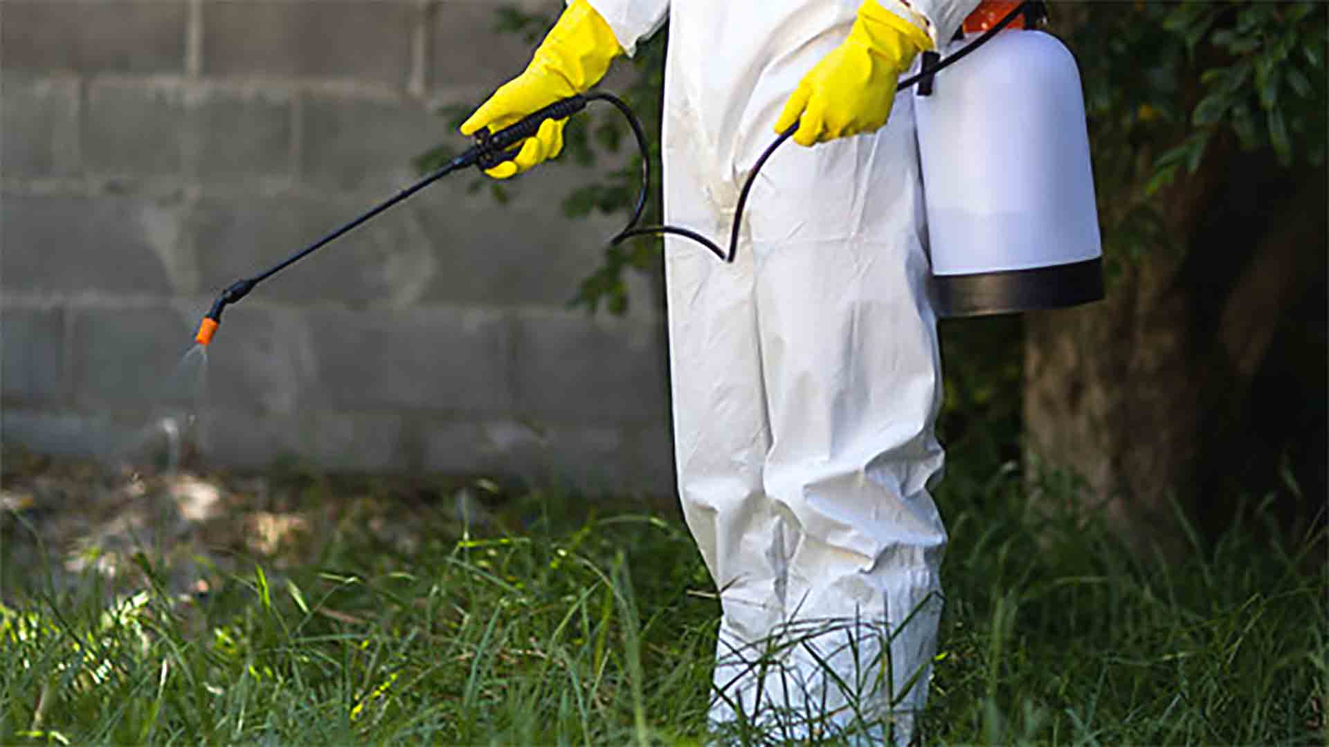 Termite Removal 101: Expert Tips for a Pest-Free Home