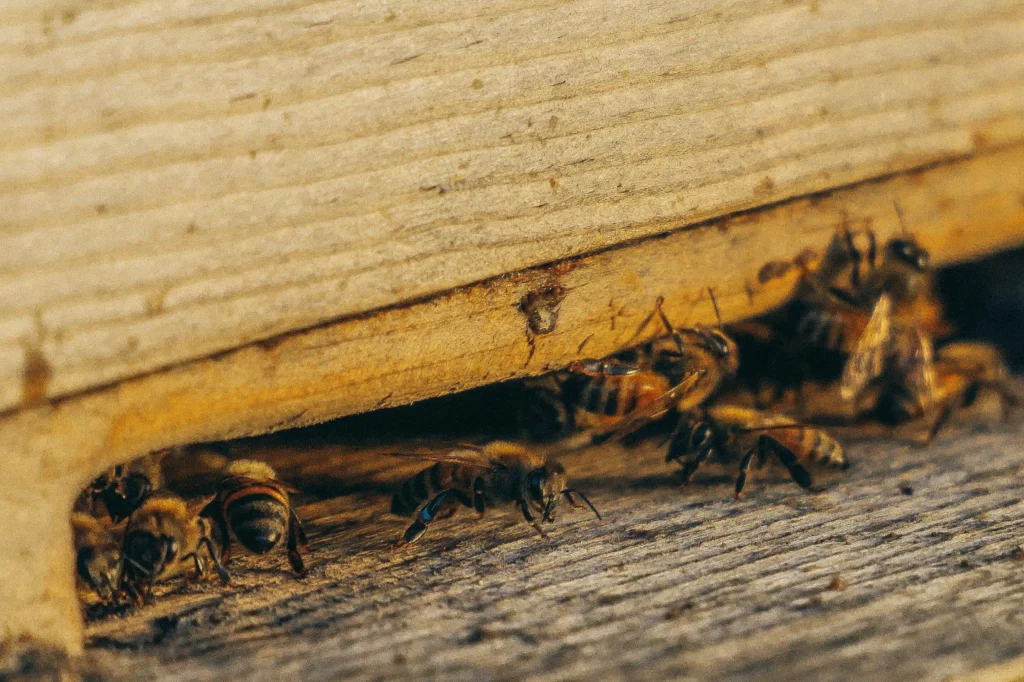 Essential Termite Protection Sydney Homeowners Need to Know