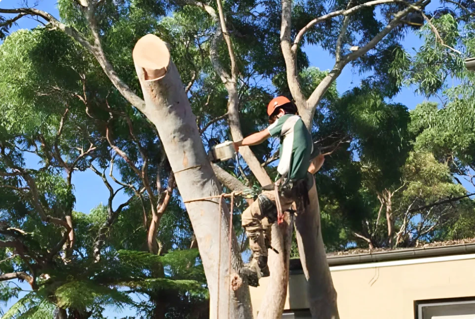Tree Arborist
