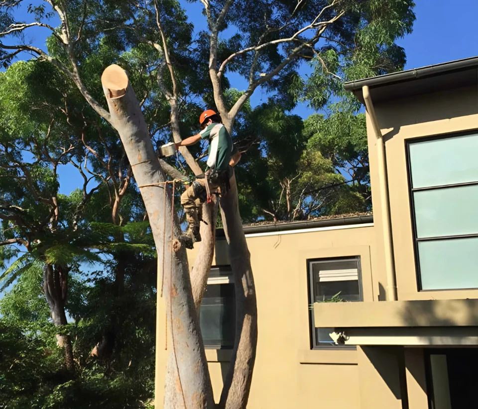 Tree Removal