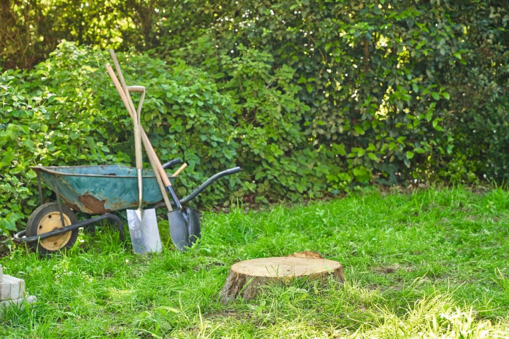 Stump Removal: Professional Methods and Complete Solutions for Your Landscape