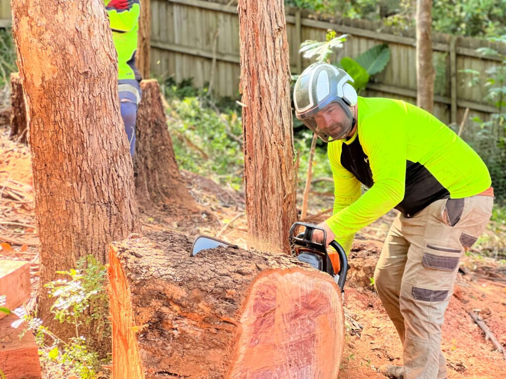 Tree Services Sydney: Comprehensive Professional Care and Solutions for Your Landscape

