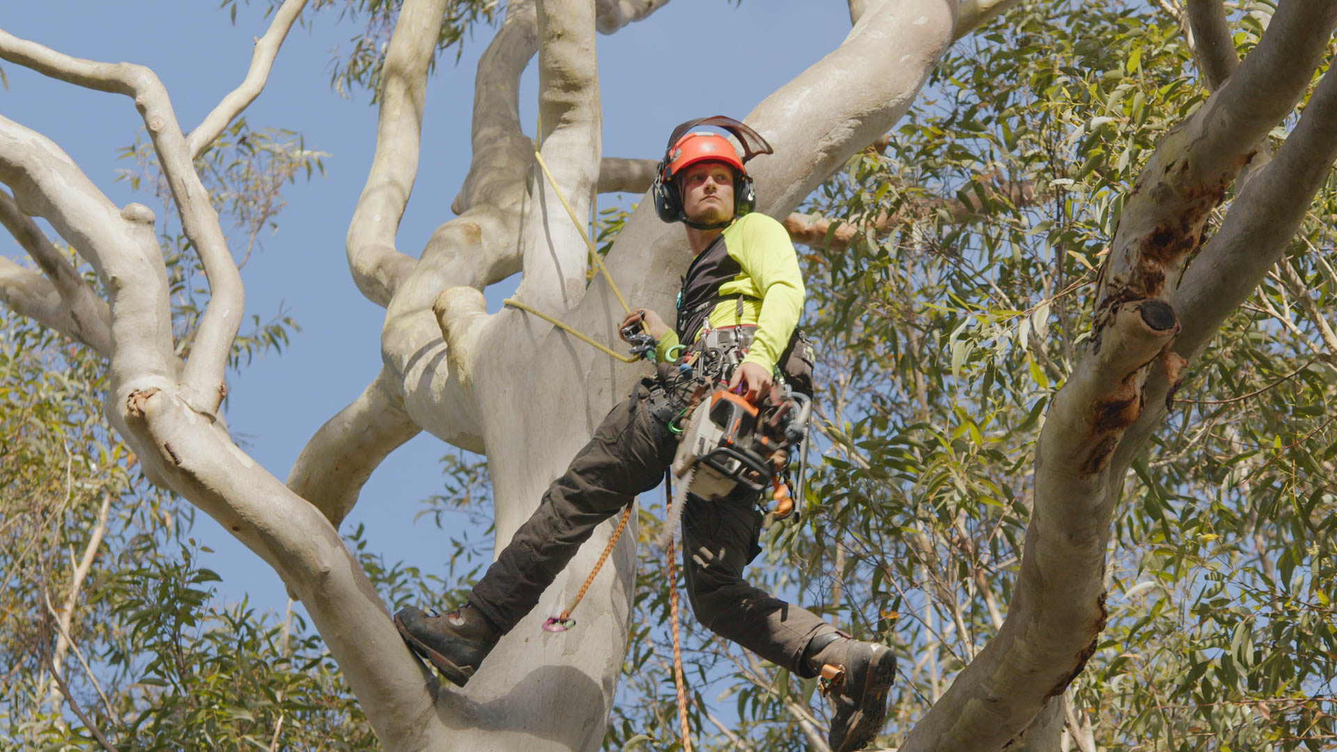 Tree Services Sydney: Comprehensive Professional Care and Solutions for Your Landscape