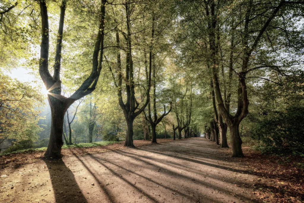 Tree Removal Near Me: Finding Local Professional Services and Expert Solutions for Your Property


