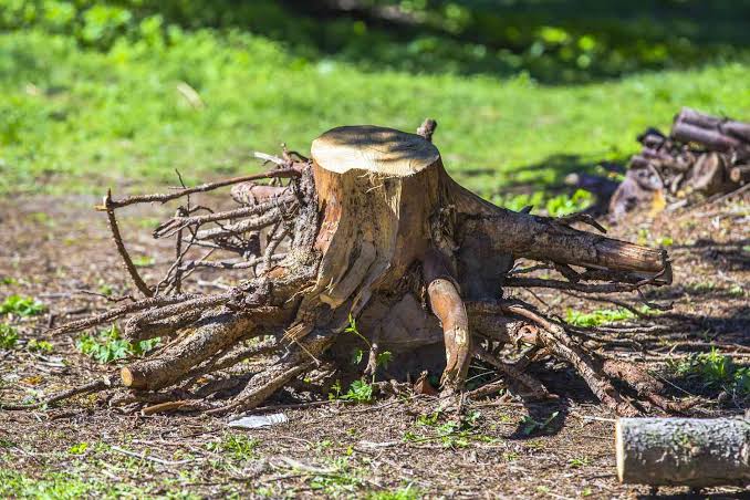 Tree Stump Removal: Complete Solutions and Effective Methods for Your Property