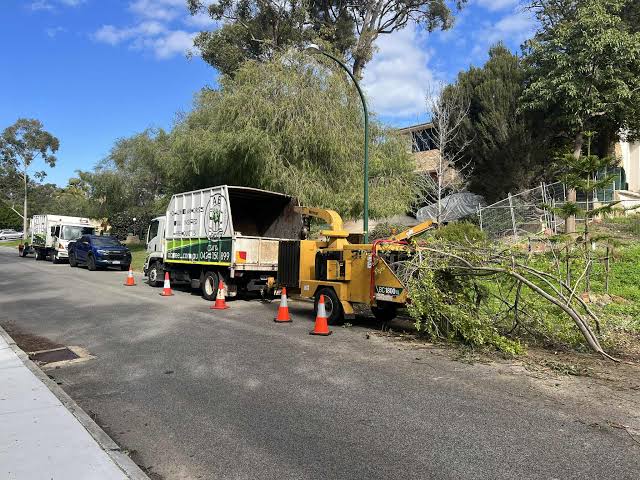 Tree Services Near Me: Finding Local Professional Arborists and Tree Care Specialists