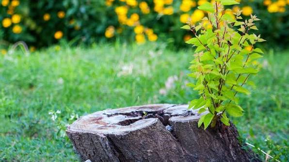 Tree Stump Removal: Complete Solutions and Effective Methods for Your Property