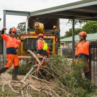 Tree Services Near Me: Finding Local Professional Arborists and Tree Care Specialists