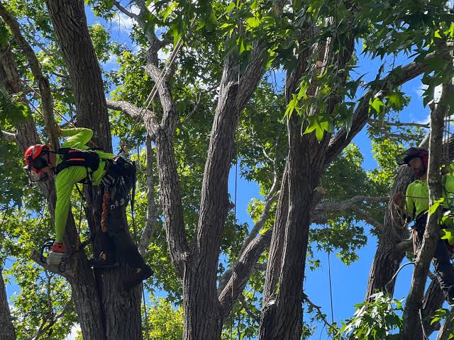 Arborist Sydney: Certified Tree Care Professionals Providing Expert Services and Solutions


