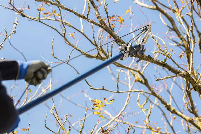 Professional Tree Removal: Expert Services and Safety Standards for Complete Solutions

