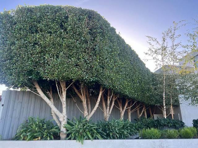 Tree Services Sydney: Comprehensive Professional Care and Solutions for Your Landscape

