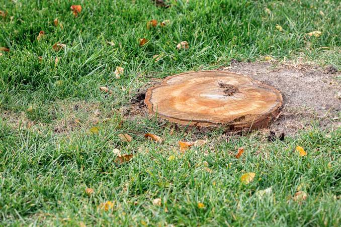 Tree Stump Removal: Complete Solutions and Effective Methods for Your Property