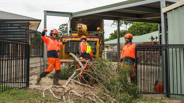 Tree Services Near Me: Finding Local Professional Arborists and Tree Care Specialists