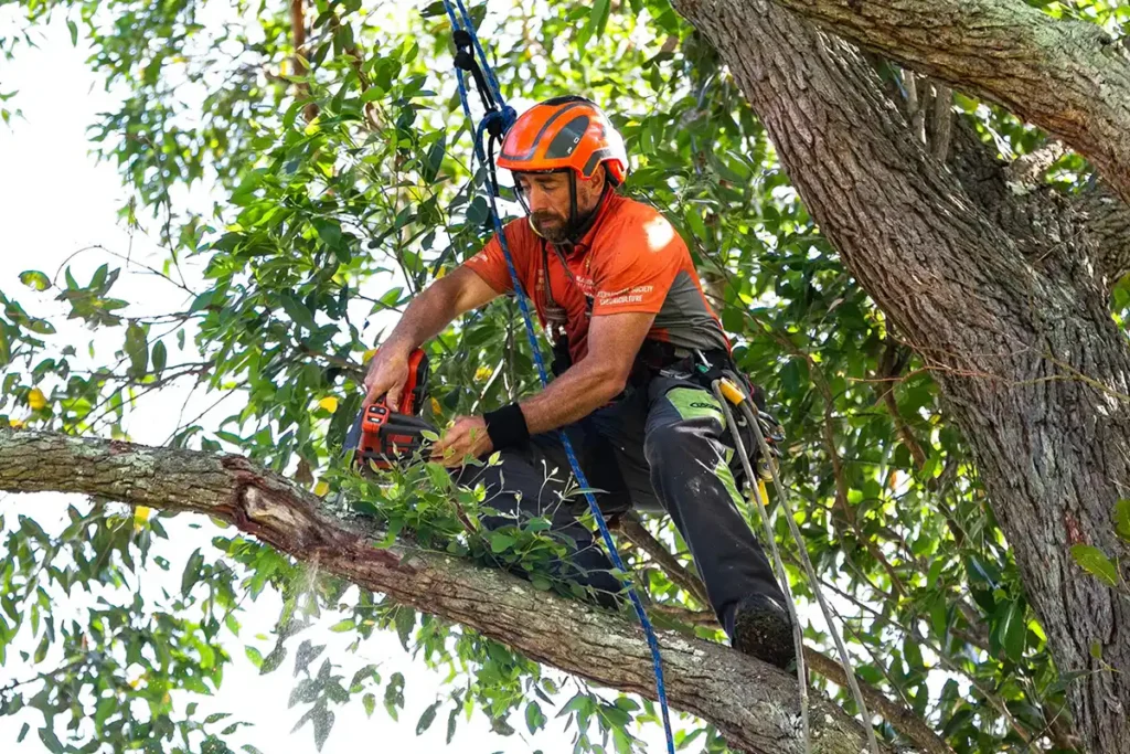 Tree Services Near Me: Finding Local Professional Arborists and Tree Care Specialists