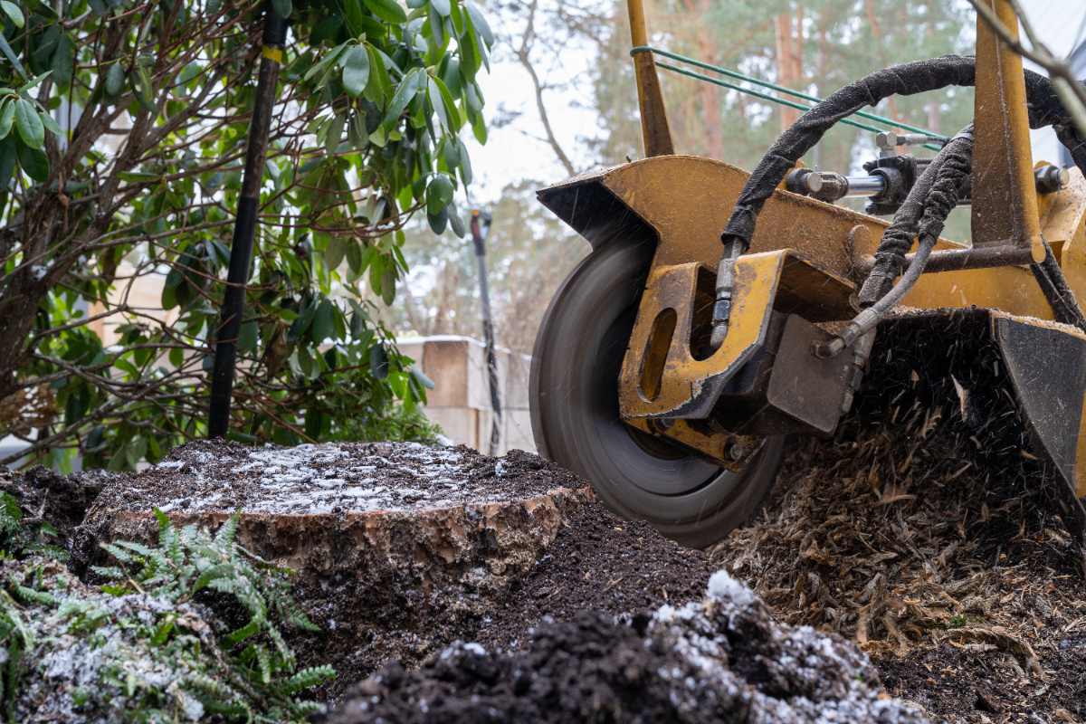 Stump Removal: Professional Methods and Complete Solutions for Your Landscape