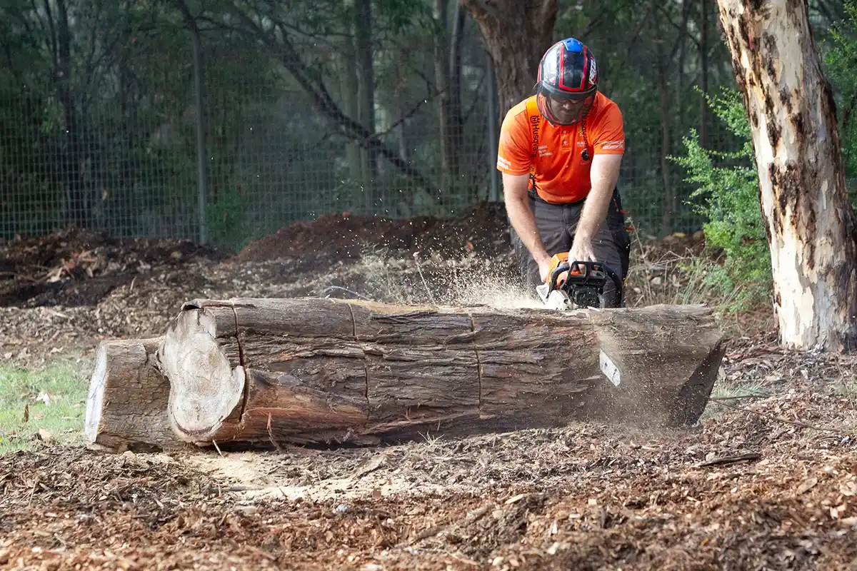 Arborist Sydney: Certified Tree Care Professionals Providing Expert Services and Solutions