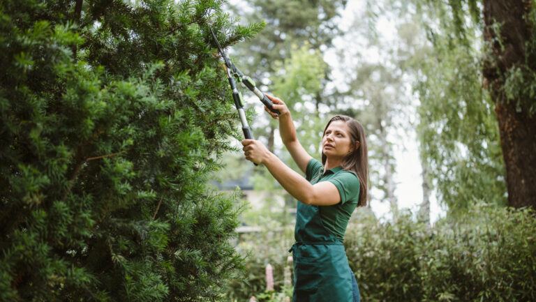 Professional Tree Removal: Expert Services and Safety Standards for Complete Solutions