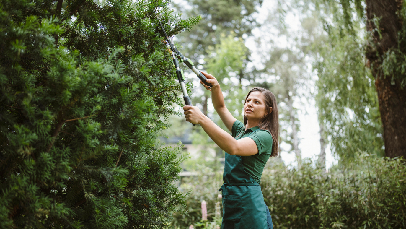 Professional Tree Removal: Expert Services and Safety Standards for Complete Solutions
